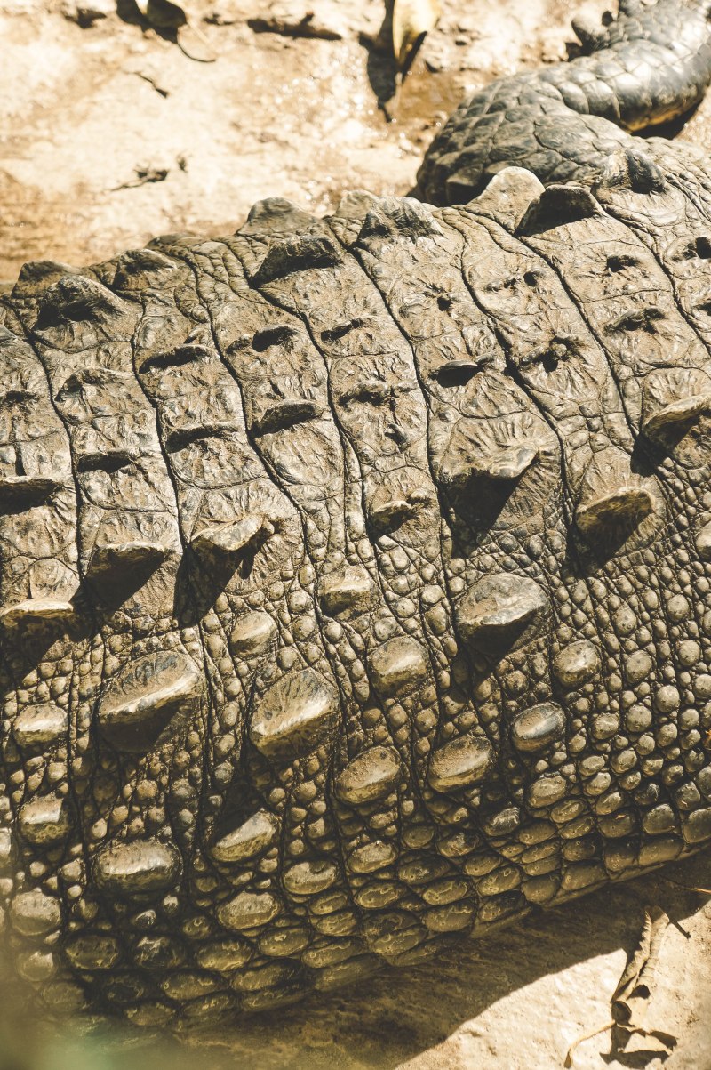 Crocodiles, and jaguars, and jejenes, OH&nbsp;MY!